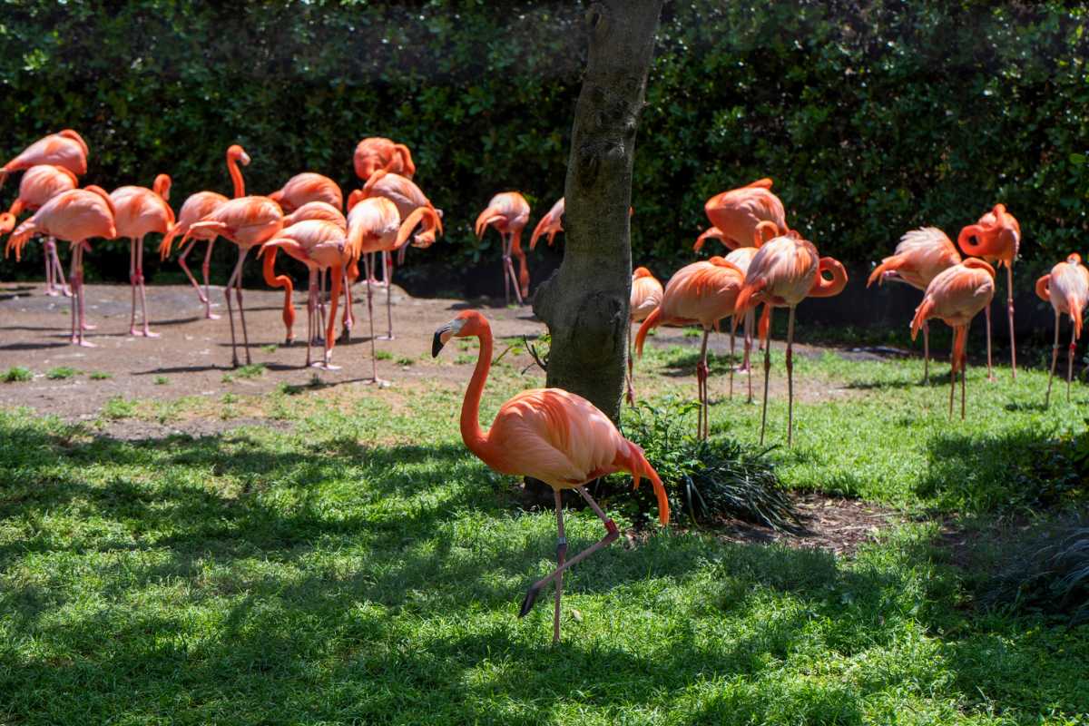 Fenicotteri rosa nel Parco Molentargius a Cagliari durante il tramonto